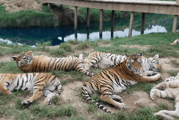 Several tigers resting together beside a water moat and raised walkway.